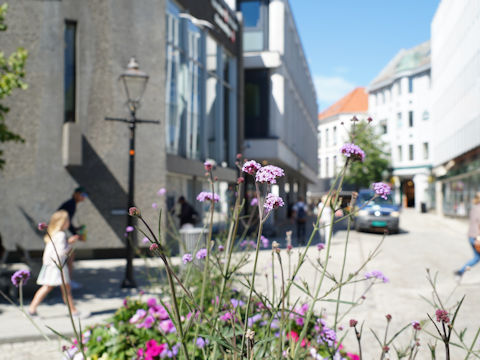 Verbena bonariensis