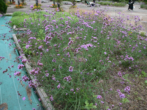 Verbena bonariensis