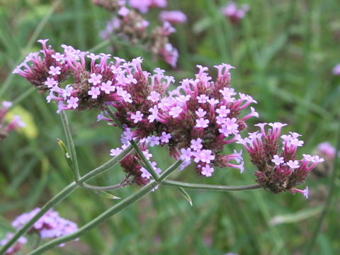 Verbena bonariensis
