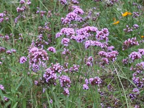 Verbena bonariensis
