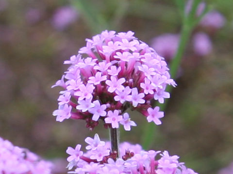 Verbena bonariensis