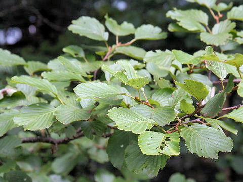 Alnus matsumurae