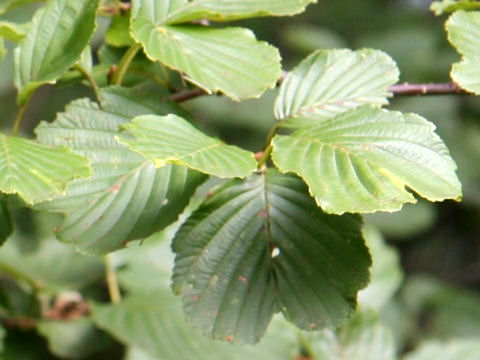 Alnus matsumurae