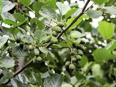 Alnus matsumurae