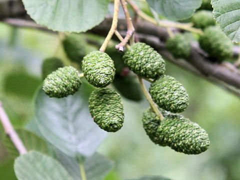 Alnus matsumurae