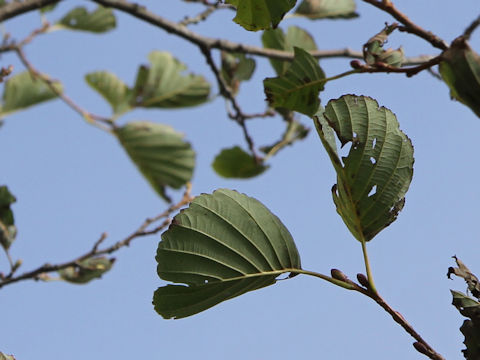 Alnus matsumurae