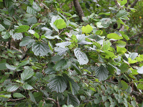 Alnus matsumurae