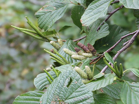 Alnus matsumurae