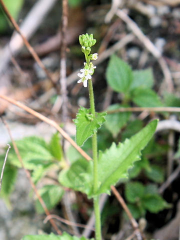 Arabis hirsuta