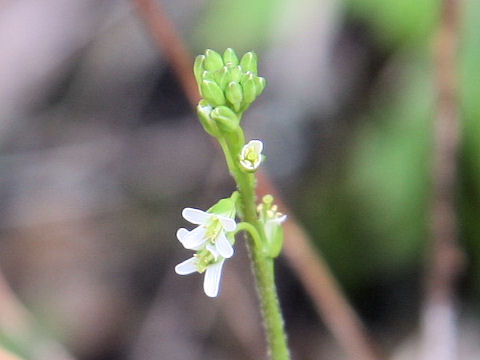 Arabis hirsuta