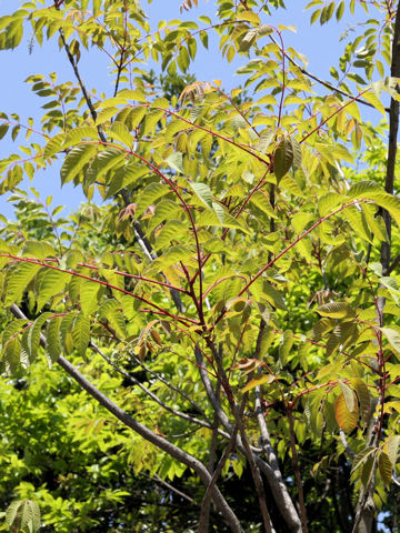 Rhus sylvestris