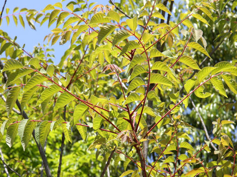 Rhus sylvestris