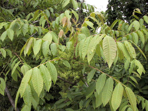 Rhus sylvestris