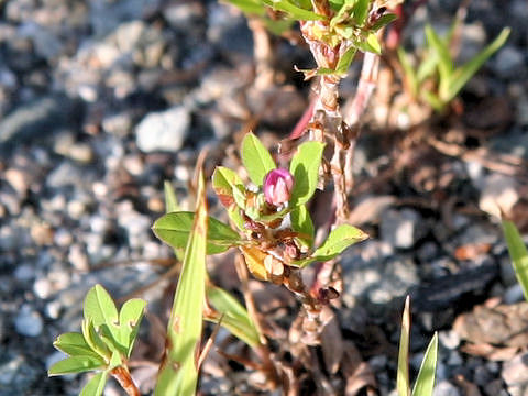 Kummerowia striata