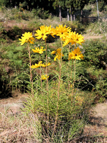 Helianthus salicifolius