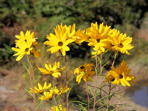 Helianthus salicifolius