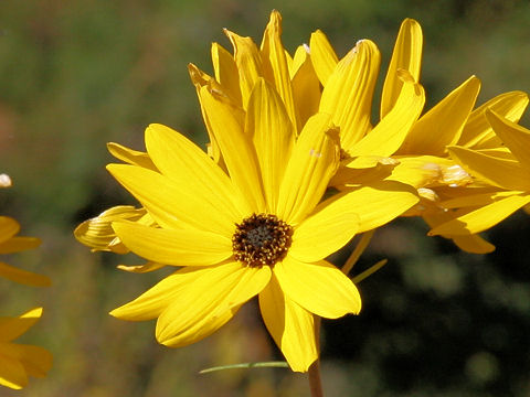 Helianthus salicifolius