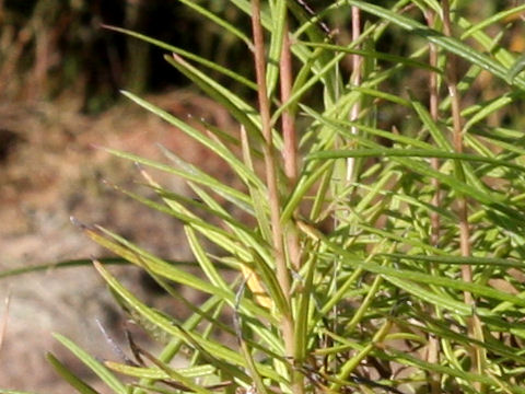 Helianthus salicifolius