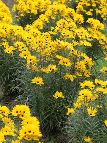 Helianthus salicifolius cv. Golden Pyramid