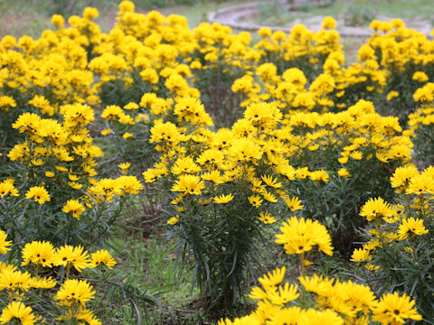 Helianthus salicifolius cv. Golden Pyramid