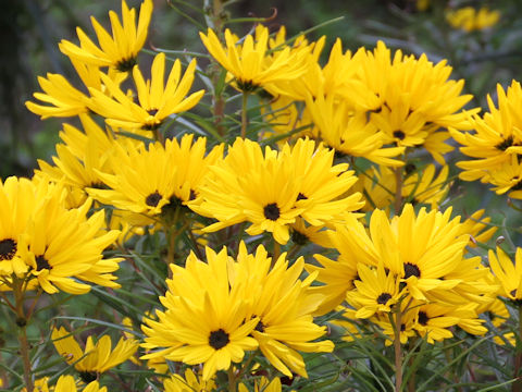 Helianthus salicifolius cv. Golden Pyramid