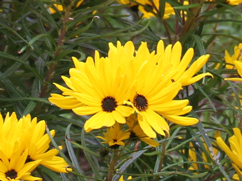 Helianthus salicifolius cv. Golden Pyramid