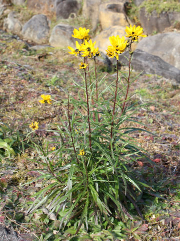 Helianthus salicifolius