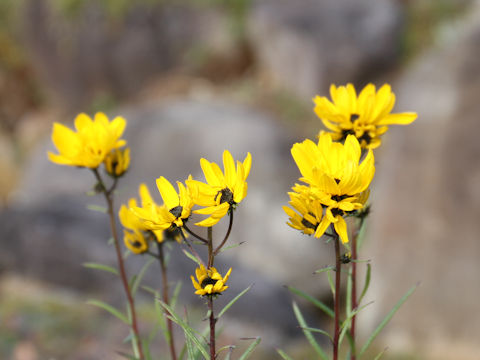 Helianthus salicifolius