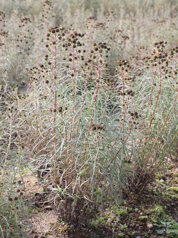 Helianthus salicifolius