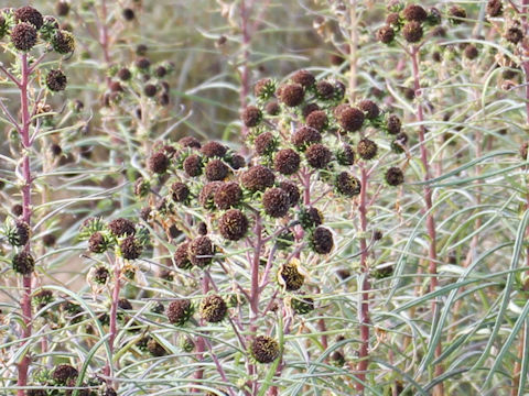 Helianthus salicifolius