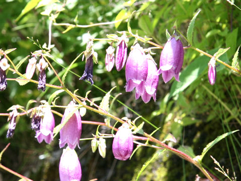 Campanula punctata var. hondoensis