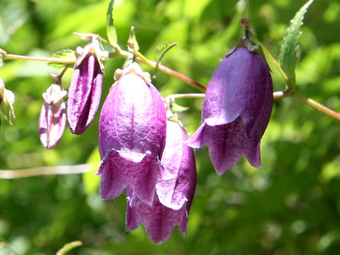 Campanula punctata var. hondoensis