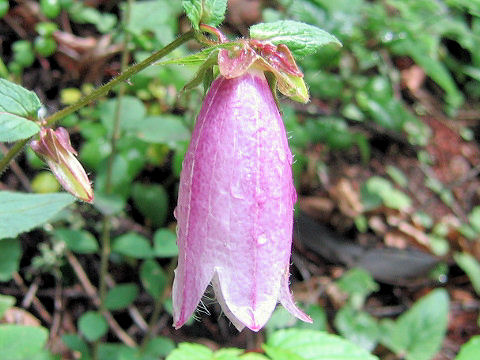 Campanula punctata var. hondoensis