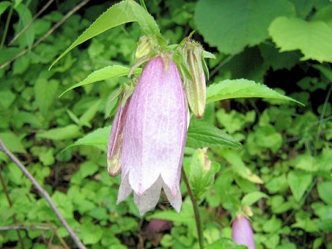 Campanula punctata var. hondoensis