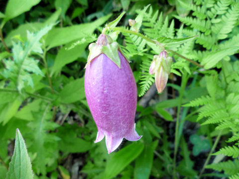 Campanula punctata var. hondoensis