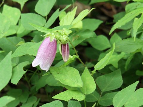 Campanula punctata var. hondoensis