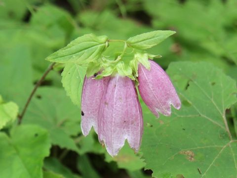 Campanula punctata var. hondoensis