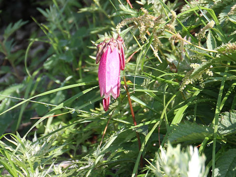 Campanula punctata var. hondoensis