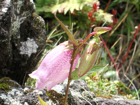 Campanula punctata var. hondoensis