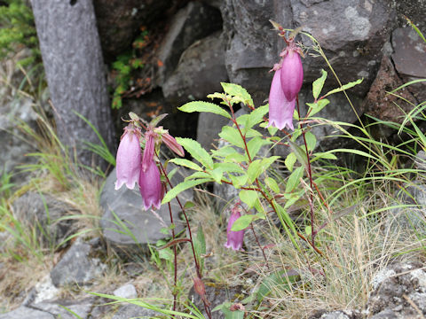 Campanula punctata var. hondoensis