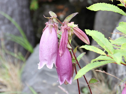 Campanula punctata var. hondoensis