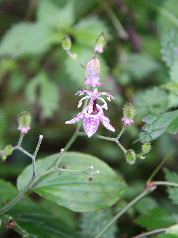 Tricyrtis macropoda