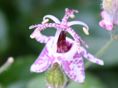 Tricyrtis macropoda