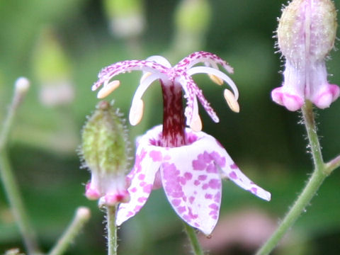 Tricyrtis macropoda