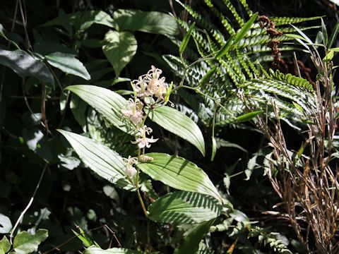 Tricyrtis macropoda