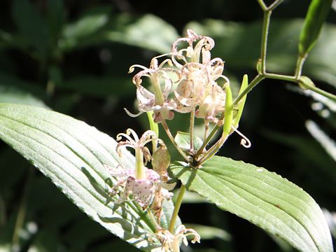 Tricyrtis macropoda