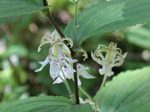 Tricyrtis macropoda