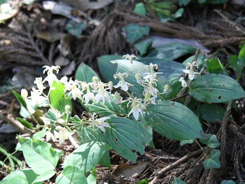 Tricyrtis macropoda