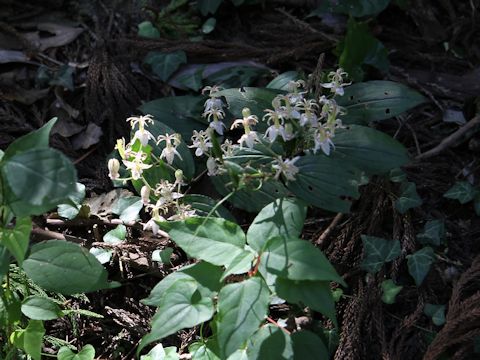 Tricyrtis macropoda