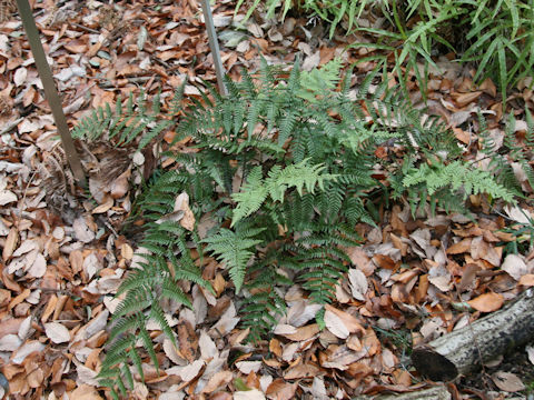 Dryopteris bissetiana